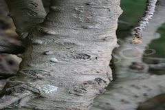 Ficus auriculata